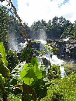 KLeiner Wasserfall in tropischer grüner Landschaft