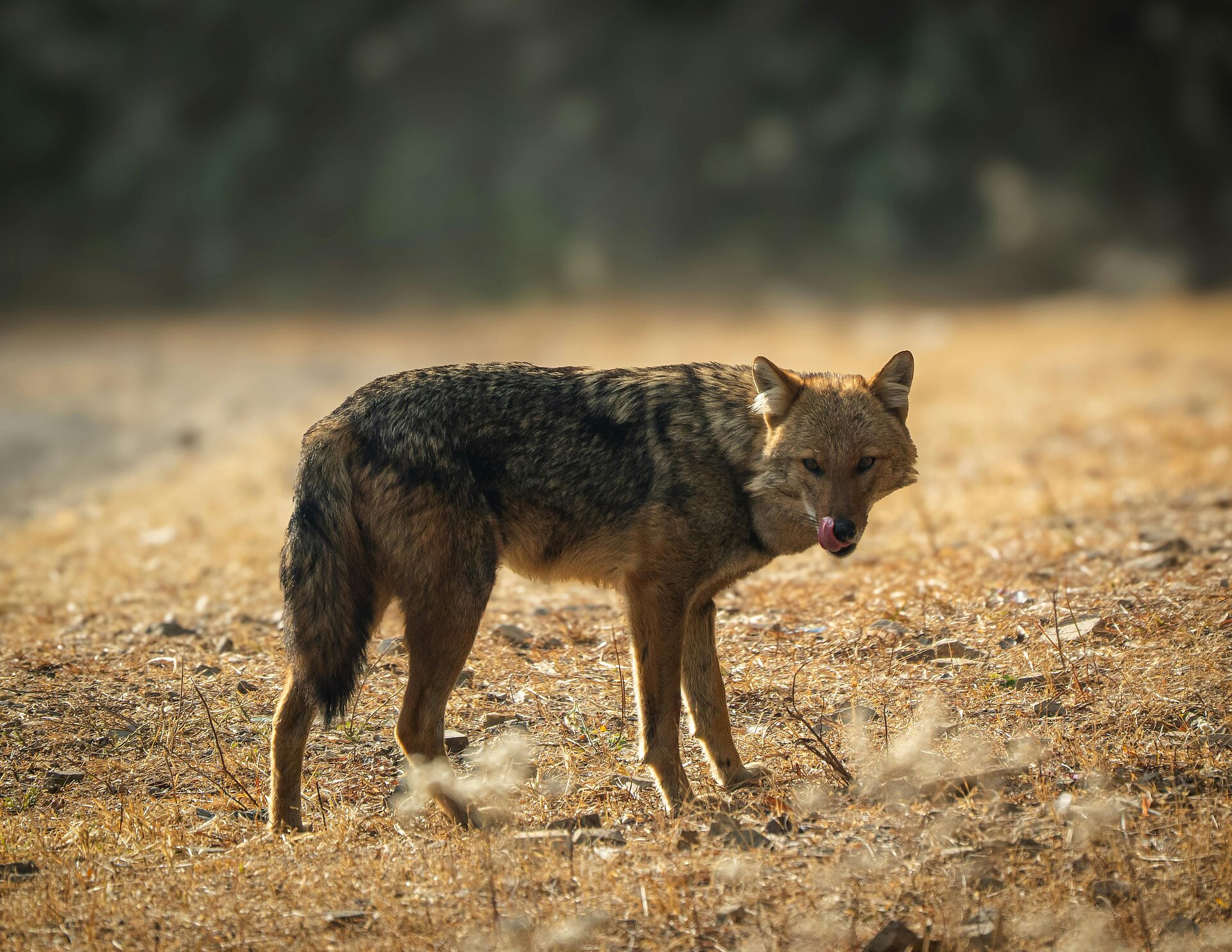 Indischer Schakal aus dem Jim Corbett Nationalpark