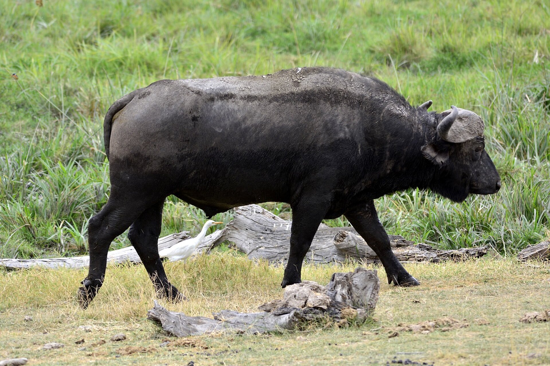 Durch die Sümpfe im Amboseli Nationalpark streift ein Büffel 