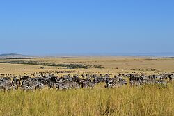 Tierherden im Masai Mara