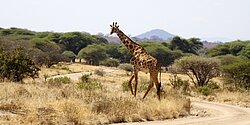 Serengeti, Tansania, Safari, Gruppenreise, Privatreise