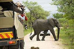 Ein Elefant quert die Straße im Addo Park direkt vor den Augen der Touristen im Jeep