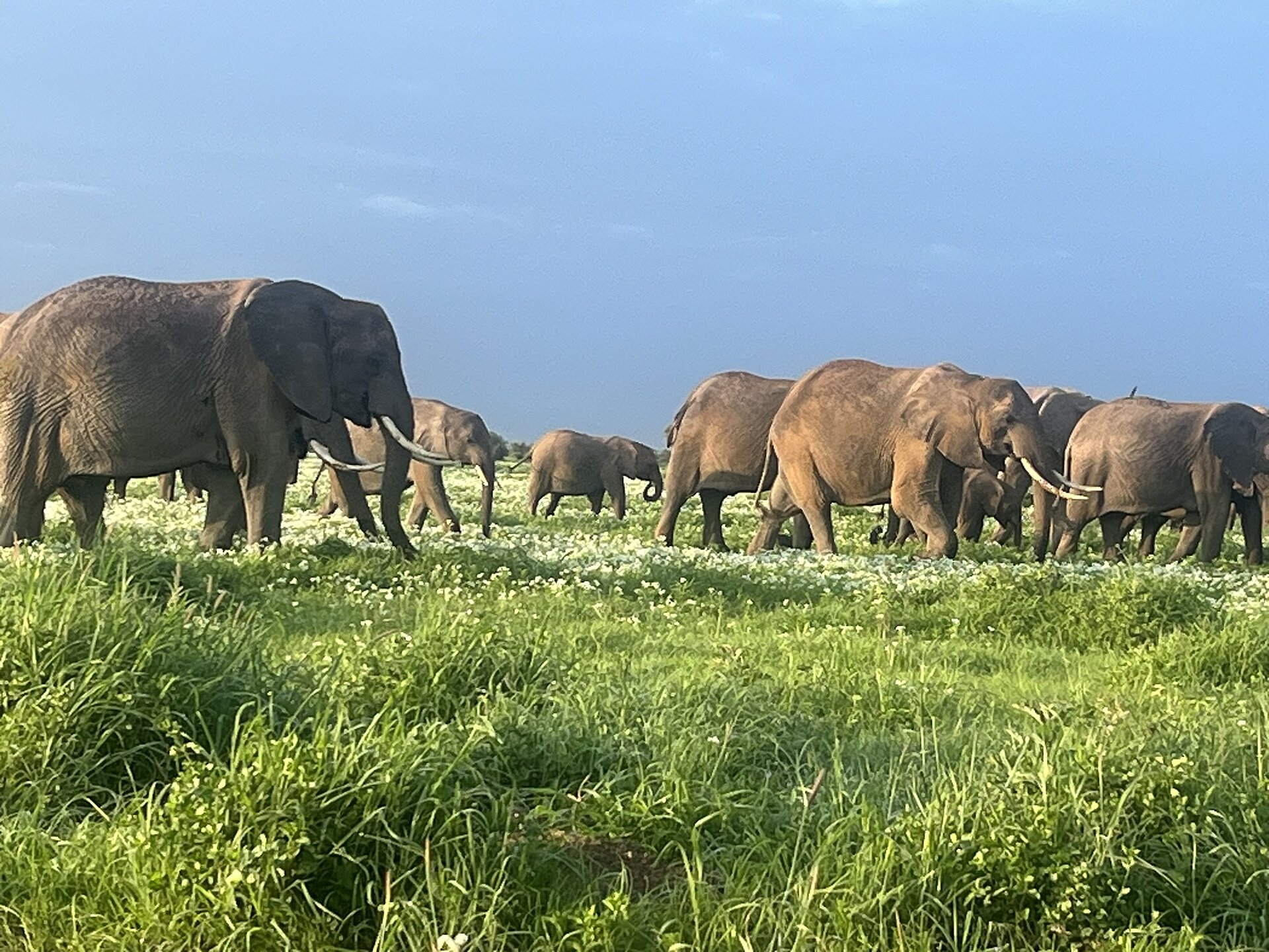 Elefantenherde in Kenia