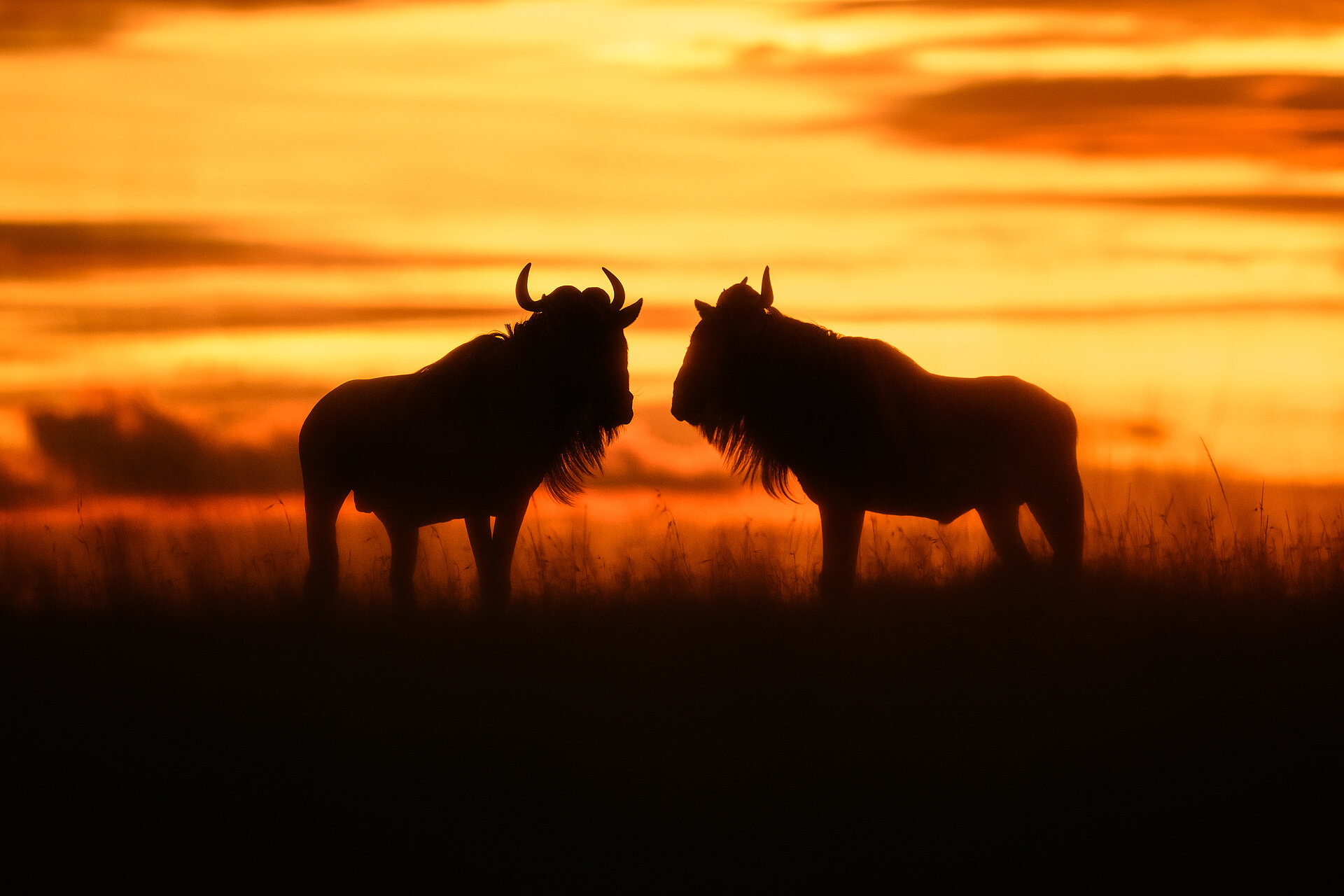 Gnus bei Sonnenuntergang in Kenia