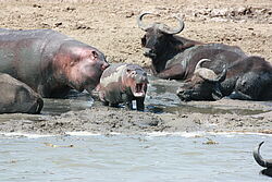 Ein Babyflusspferd steht am matschigen Ufer des Kazinga Kanals und öffnet das Maul. Um ihn herum liegt das Muttertier und zwei Büffel. 