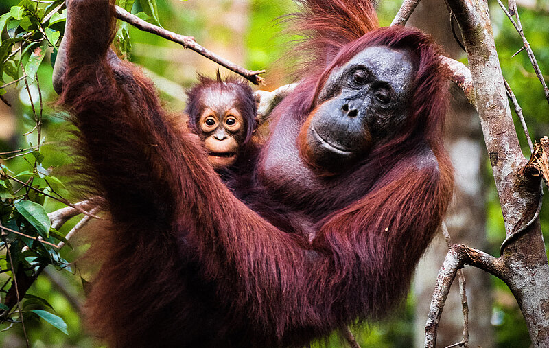 Gruppenreise Borneo - authentisch und wild