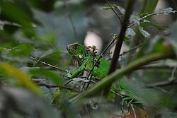 Costa Rica, Gruppenreise, Privatreise, Leguan