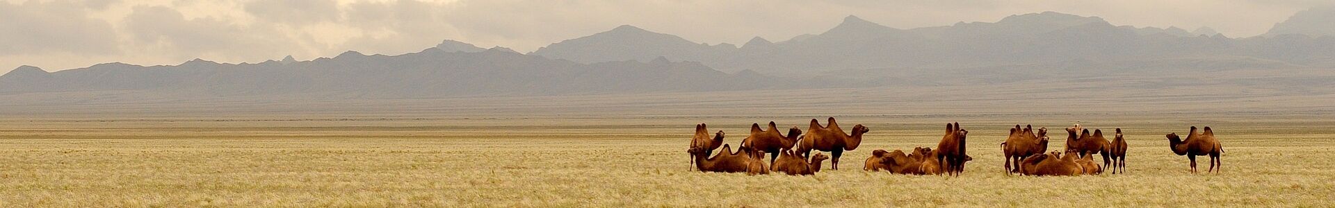 Kamele in der Steppe