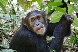 Ein junger Schimpanse sitzt am Boden und kaut Blätter im dichten Kibale Wald.
