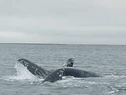 Mexiko, Baja California, Wale, Whalewatching, Gruppenreise, Privatreise, Selbstfahrertour