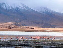 Flamingos in Lagune in Bolivien
