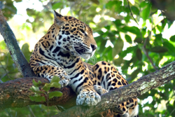 Belize Jaguar im Baum Gruppenreise Selbstfahrertour