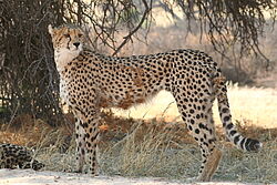 Ein Gepard steht in der Savanne von Namibia