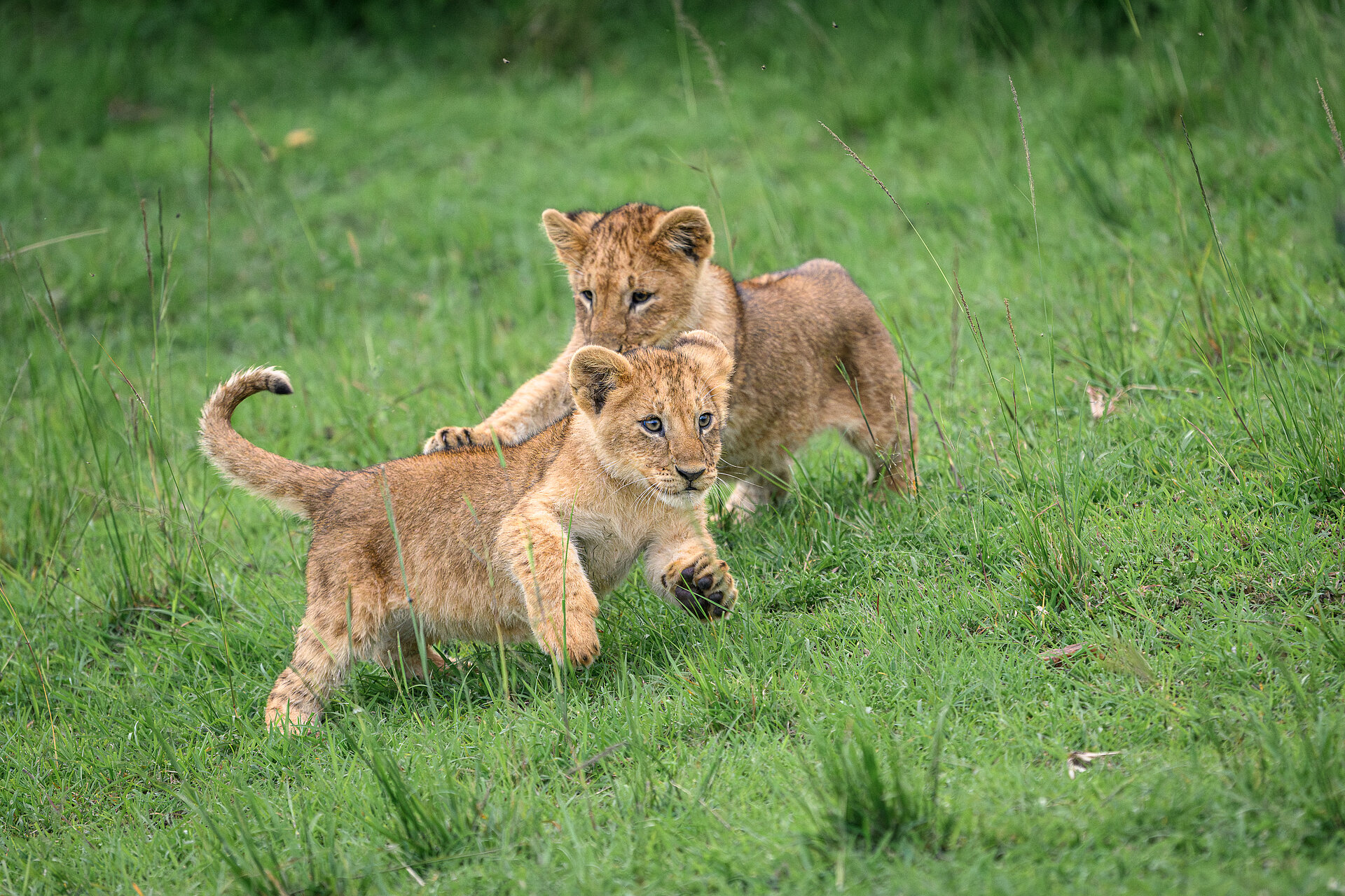 Löwenkinder spielen in Kenia