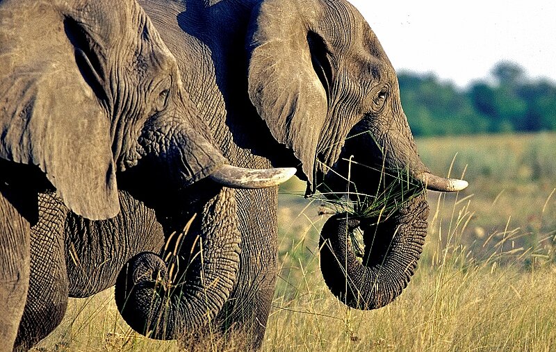 Flug-Safari ‚Botswana - überraschend erschwinglich‘