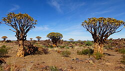Mehrere Kocherbäume stehen in der Steppe bei Keetmanshoop in Namibia