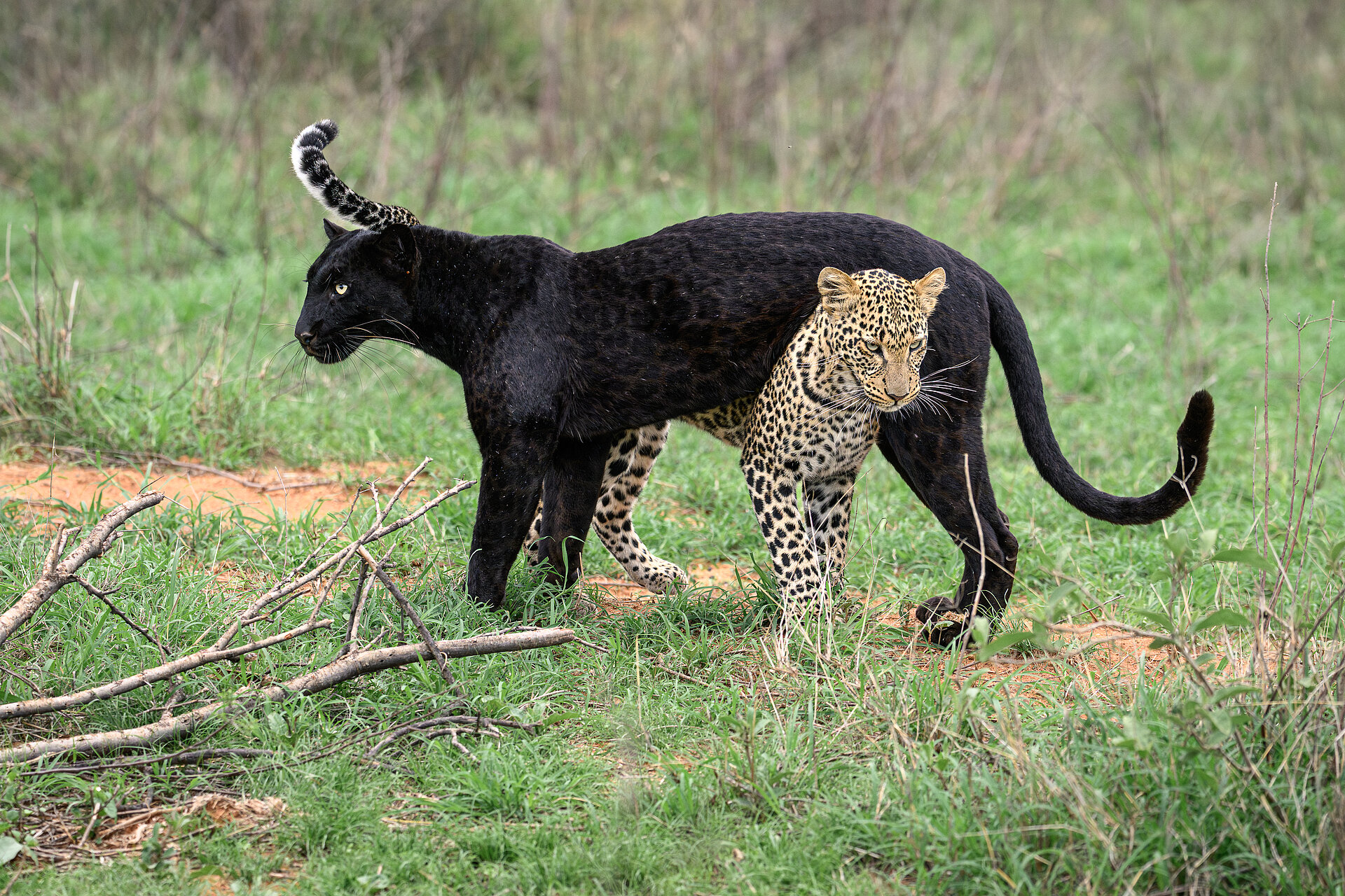 Schwarzer Leopard in Laikipia in Kenia