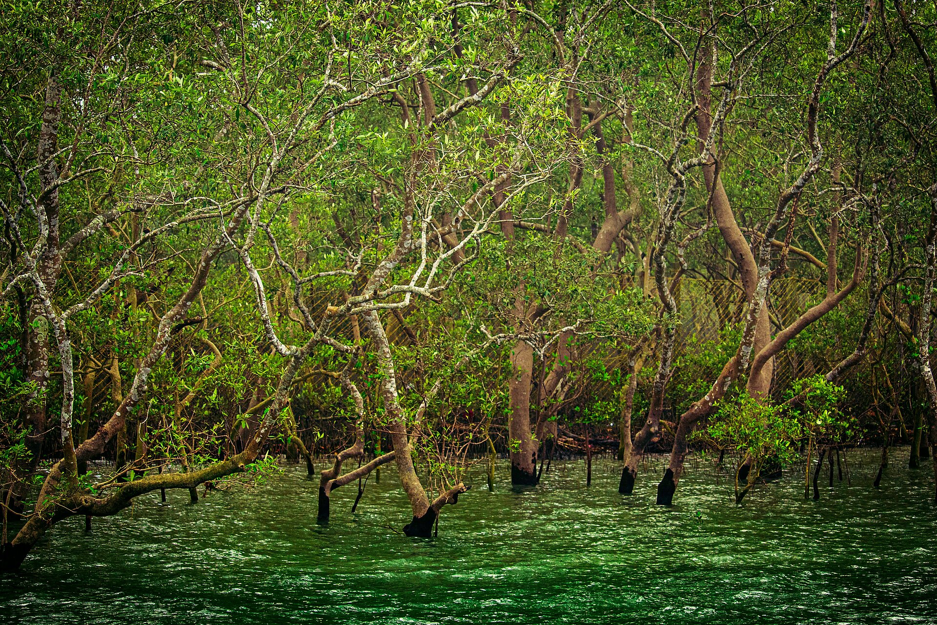 Die Mangroven in den Sundarbans