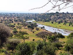 Safari, Tarangire Nationalpark, Tansania, Gruppenreise, Privatreise