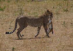 Gepard in der Masai Mara