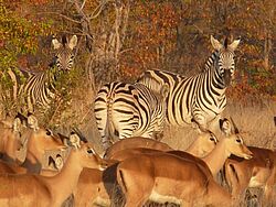 Antilopen und Zebras grasen zusammen in der Steppe des Krüger Nationalparks