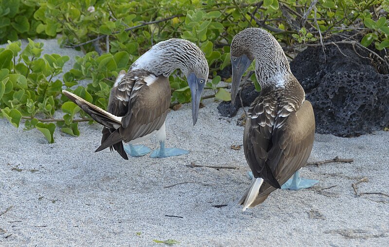 Galapagos mit Zeit erkunden