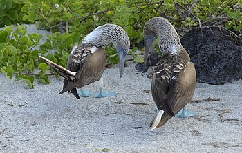 Galapagos mit Zeit erkunden