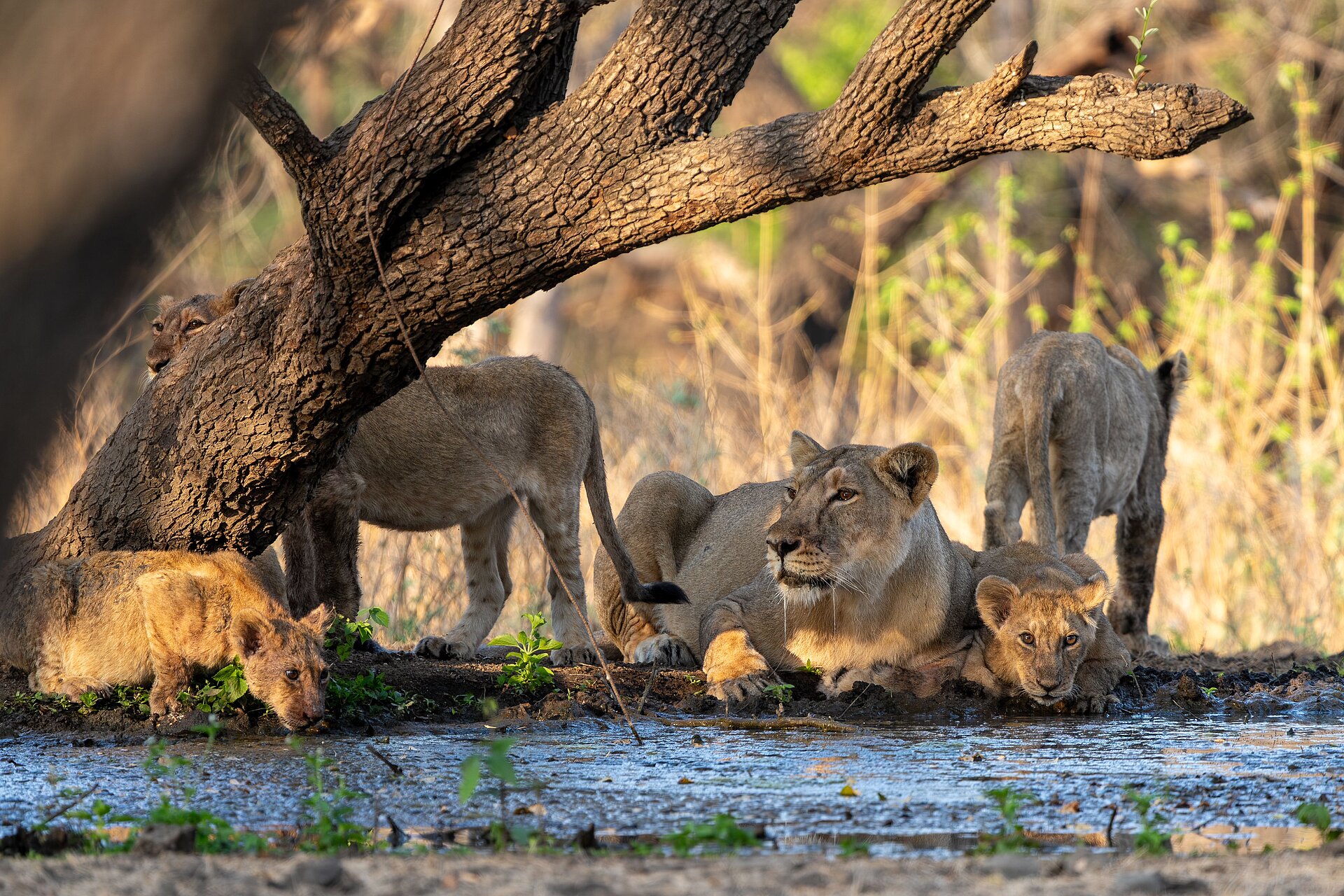Rudel Löwen im Gir Nationalpark