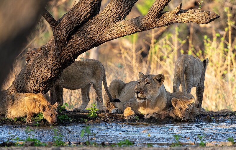 Privatreise Gujarat - Zwischen Stoffen und Savannen
