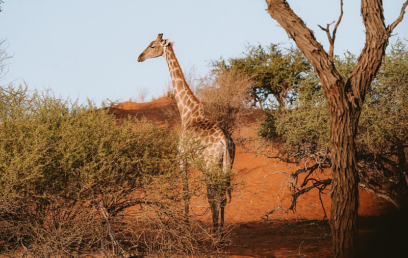 Selbstfahrerreise Südafrika – Küstenzauber und Kalahari-Weite