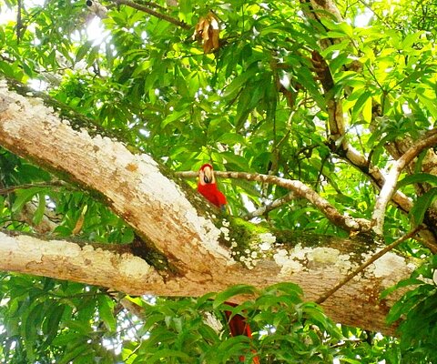 Gruppenreise, Privatreise, Individualreise, Selbstfahrertour, Costa Rica, Ara, Tukan