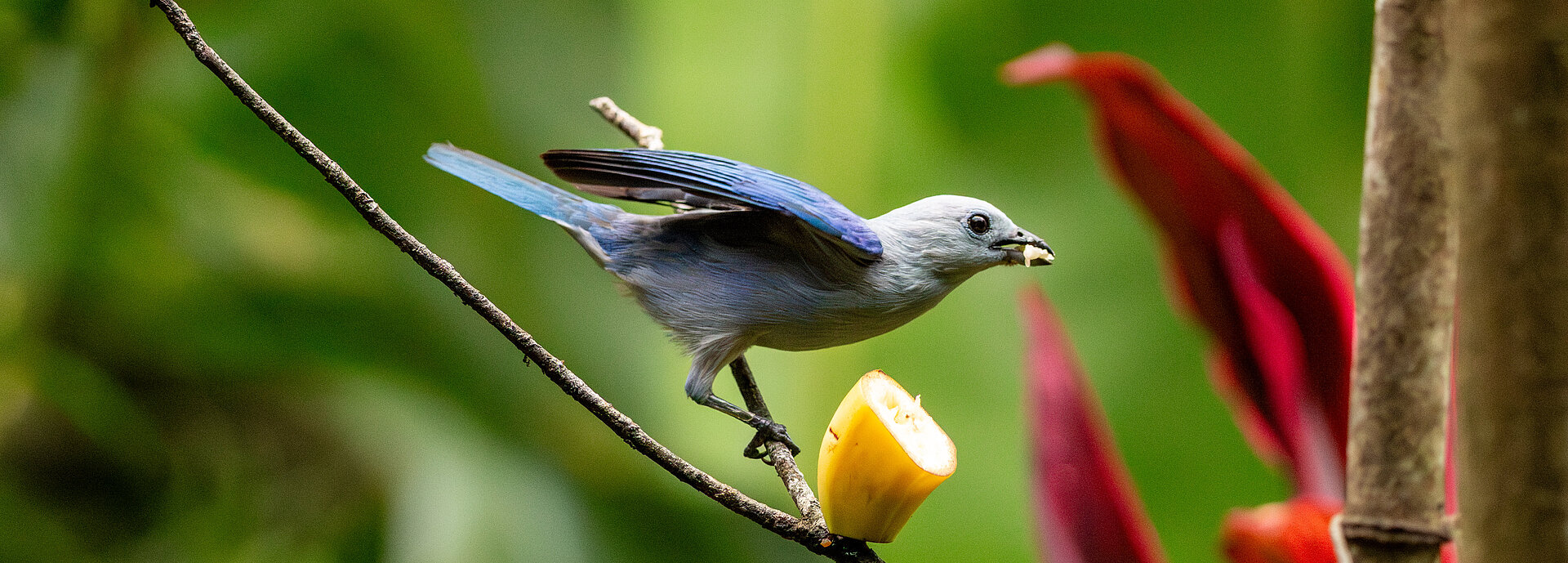 Bird in Tobago