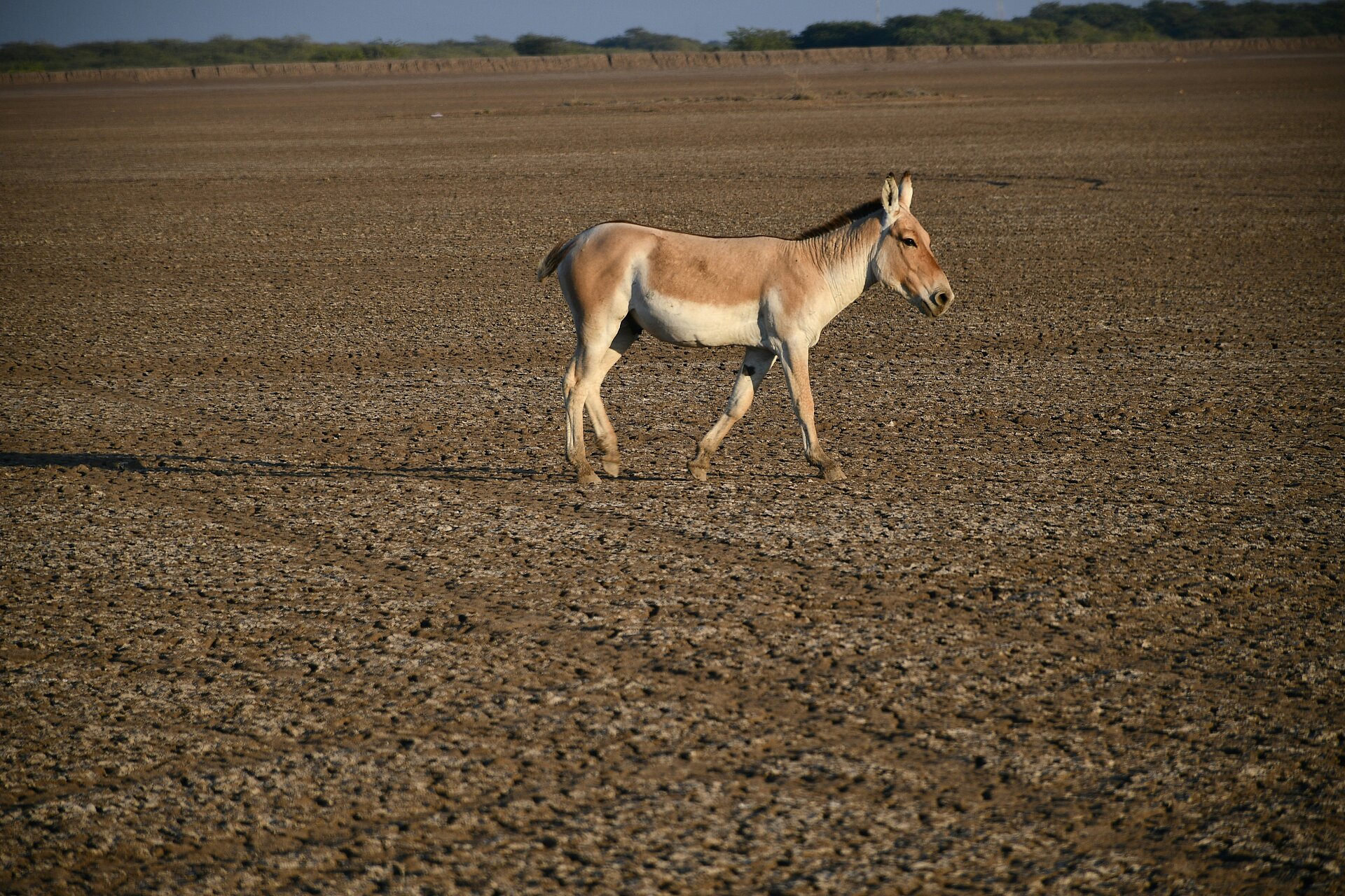 Indischer Wildesel 