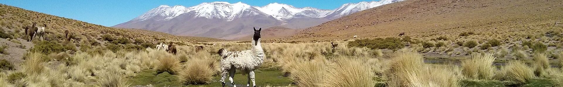 Weißes Lama vor den Bergen