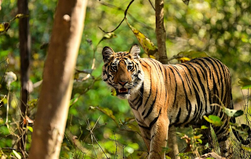 Privatreise Indien – Auf der Fährte des Tigers