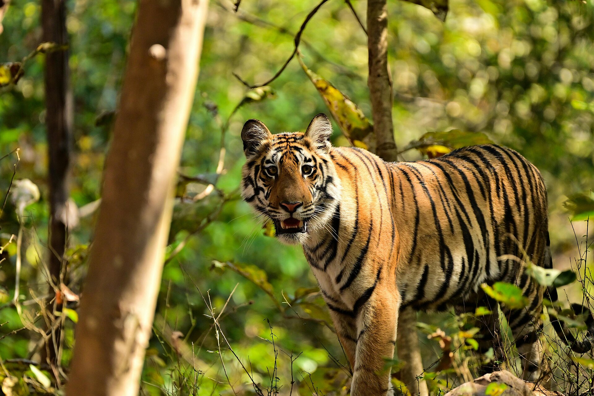 Tiger schaut zur Kamera im indischen Nationalpark