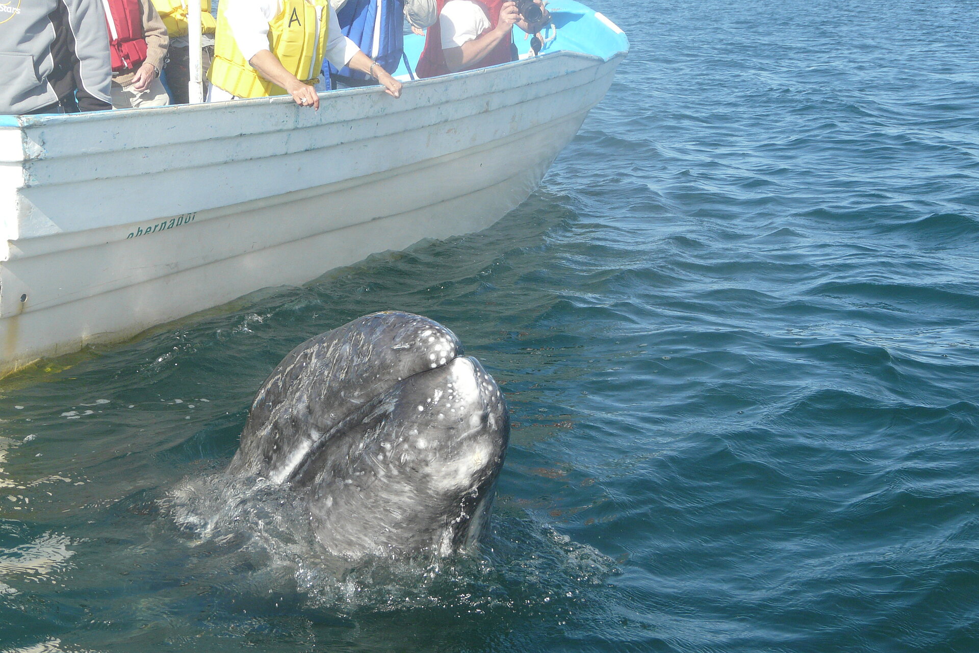 Gruppenreise, Privatreise, Selbstfahrertour, Mexiko, Baja California, Wale, Whalewatching
