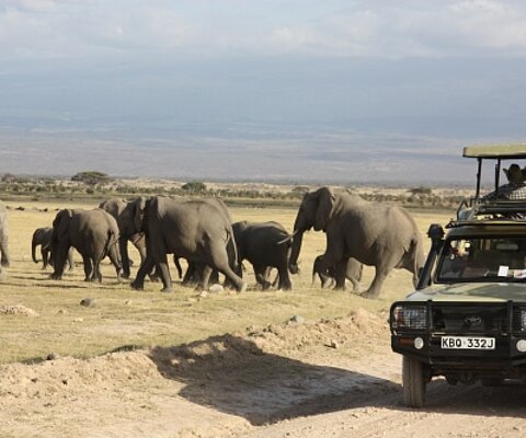 Eine Elefantenherde mit rund 10 Tieren quert die Straße direkt hinter einem Safari Jeep