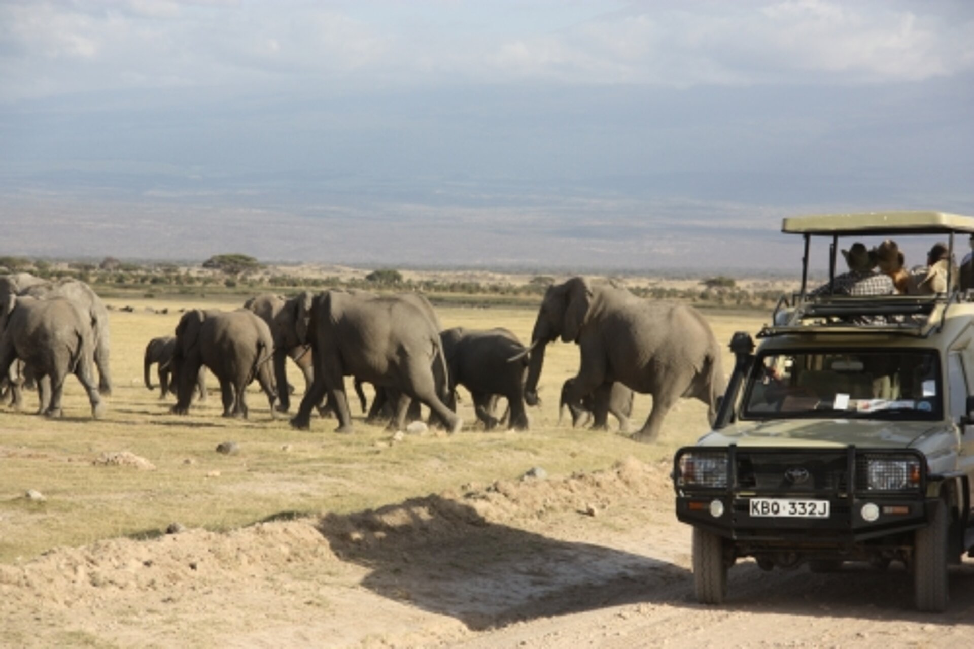 Auf Pirschfahrt im Amboseli Park Eine Elefantenherde mit rund 10 Tieren quert die Straße direkt hinter einem Safari Jeep