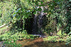 Ein kleiner Wasserfall plätschert durch das dichte Grün im Regenwald von Bwindi in Uganda