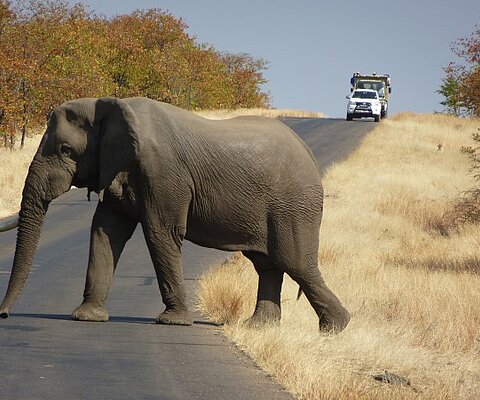 Südafrika Big Five Take Off Reise