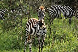 Ein junges Zebra steht im grünen Gras des Murchison Falls Nationalparks. 