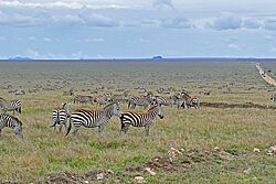 Great Migration, Große Tierwanderung, Migration, Tiermigration, Serengeti, Tansania, Safari, 