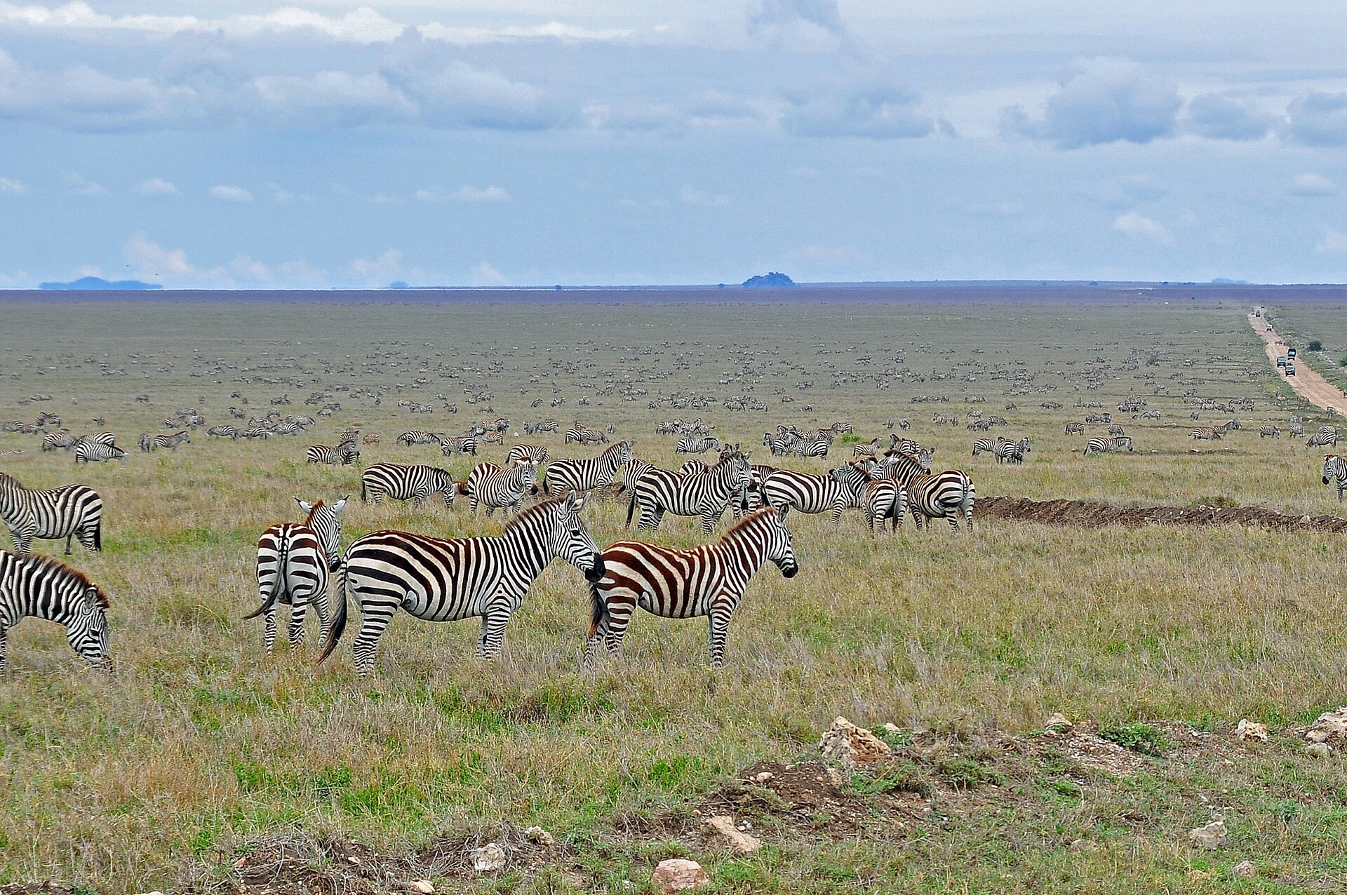 Great Migration, Große Tierwanderung, Migration, Tiermigration, Serengeti, Tansania, Safari, 