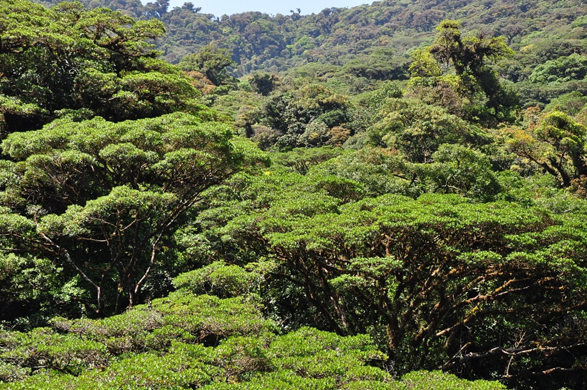 Gruppenreise, Privatreise, Costa Rica, Monteverde, Nebelwald