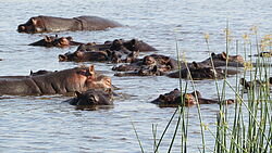 Flußpferde in Botswana