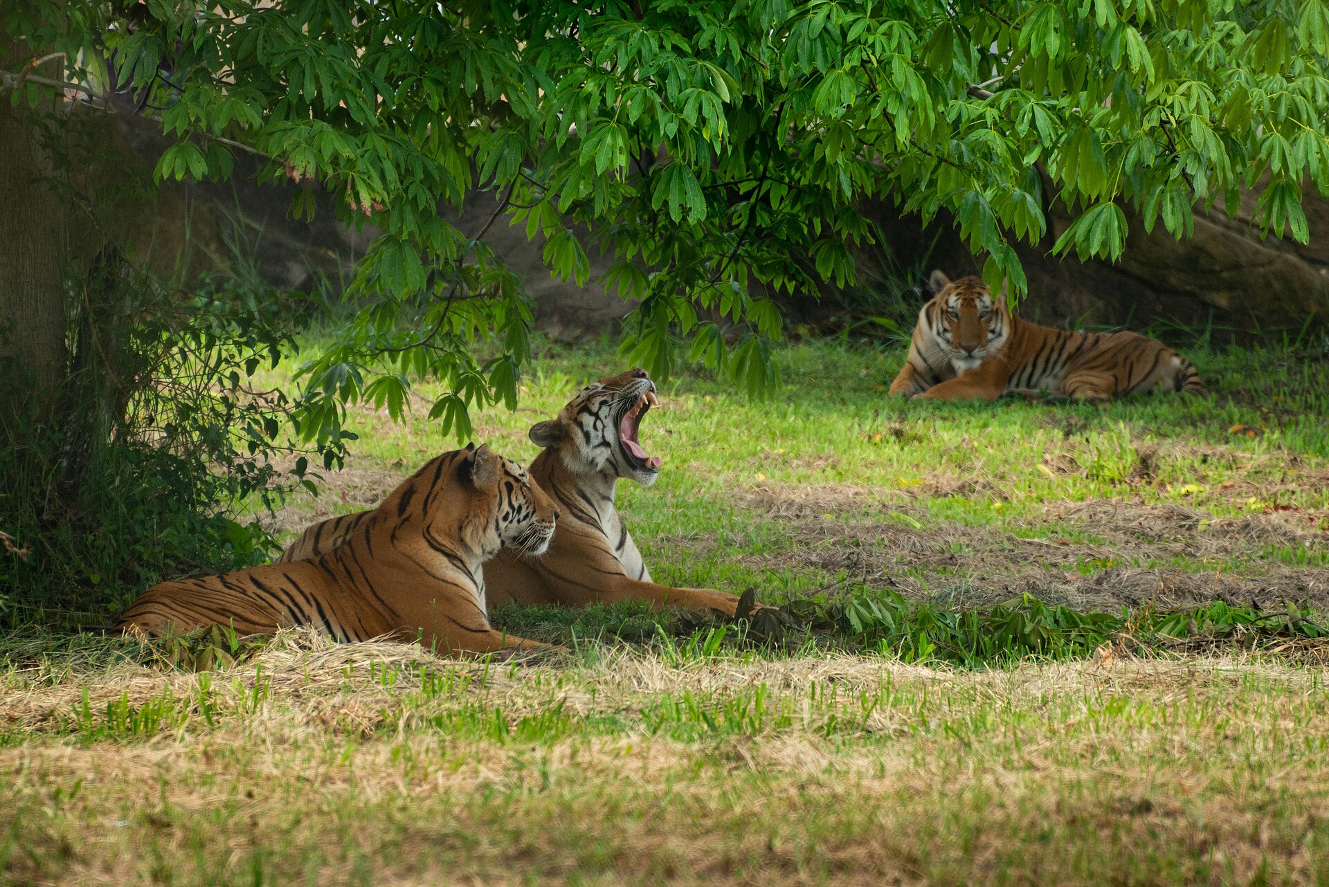 Gähnender bengalischer Tiger aus Indien