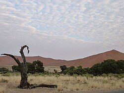 Die Namib Wüste mit den großen Sanddünen des Sossusvlei im Hintergrund