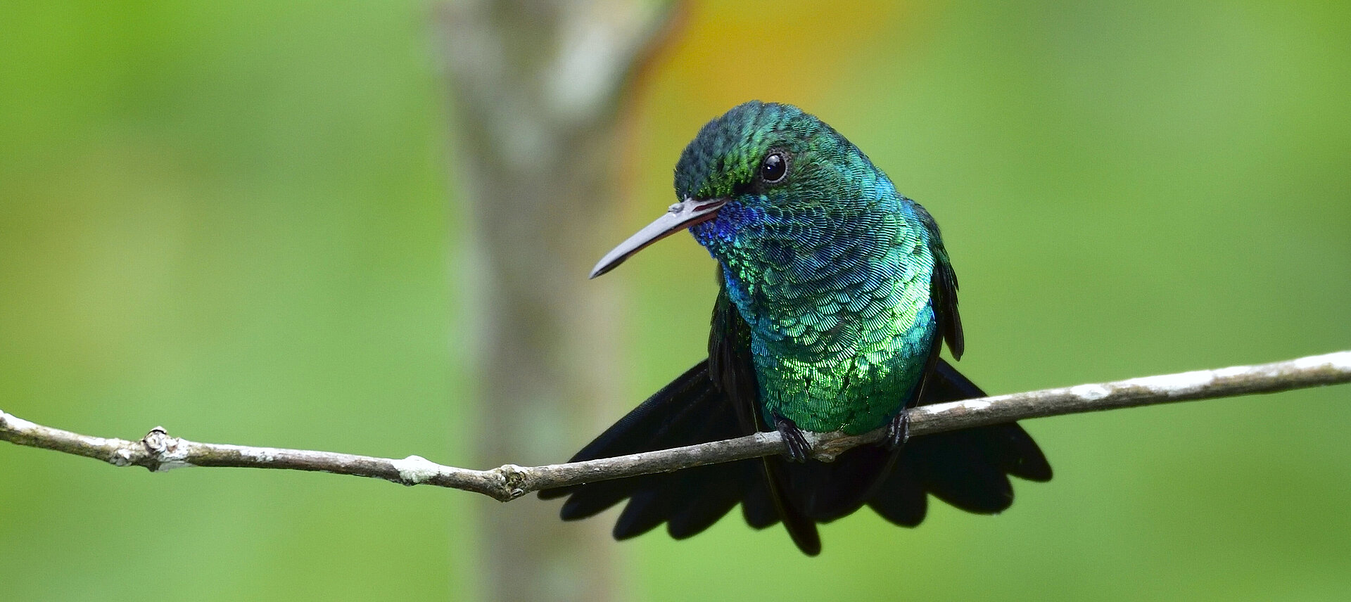 Blue Chinned Saphire Hummingbird Copyright tobagot Tourism Agency