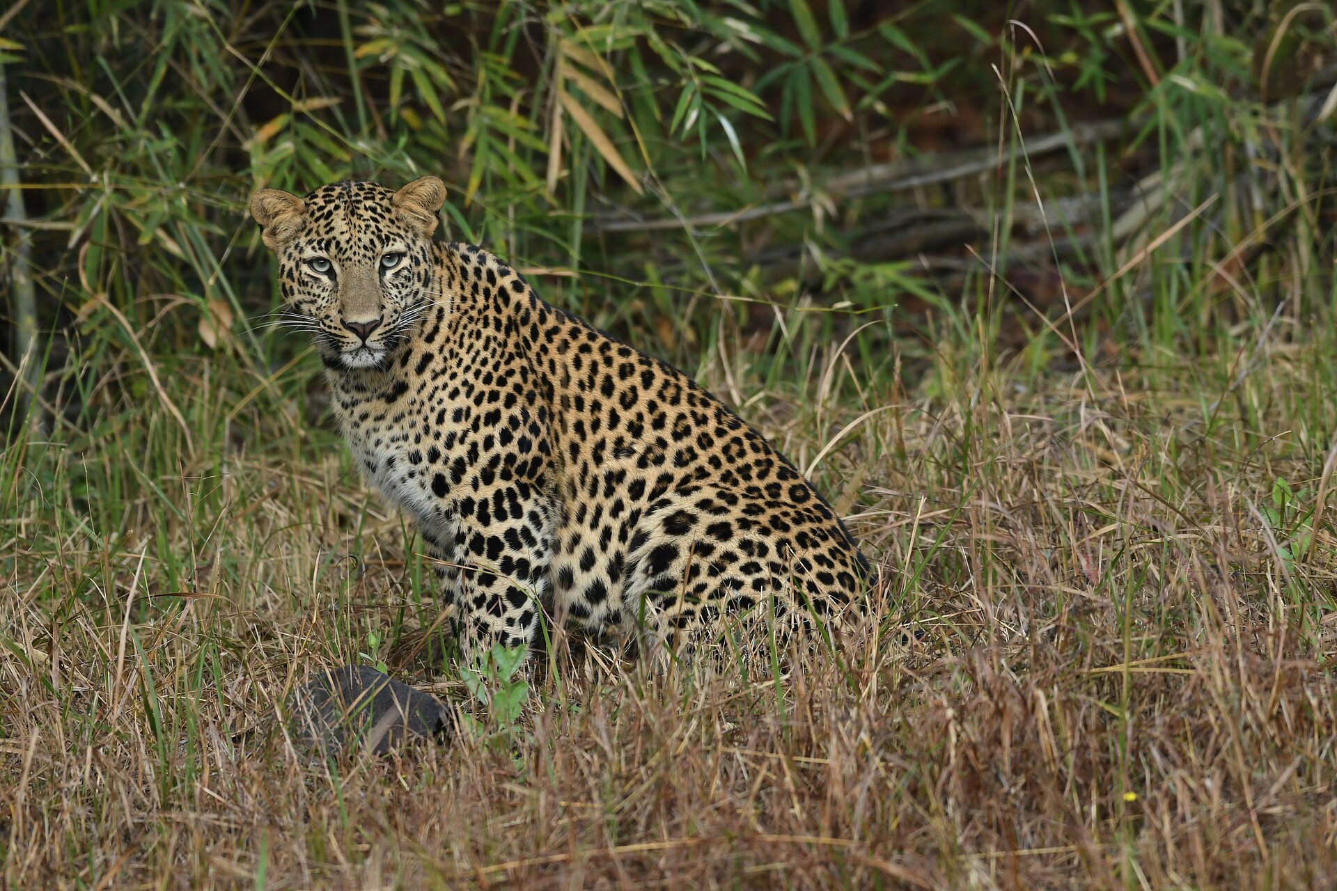 Indischer Leopard